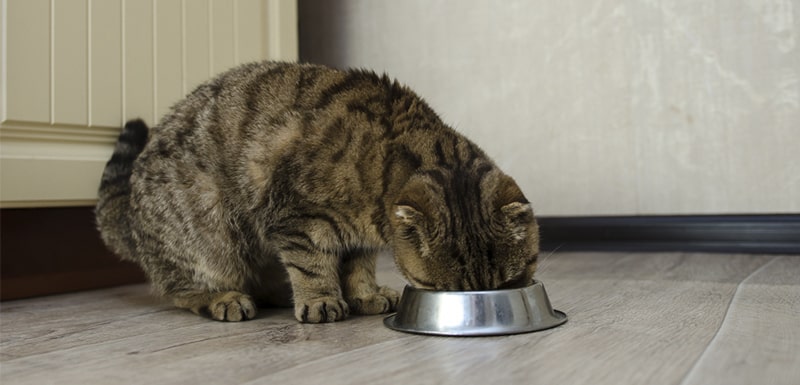 comida humida para gatos