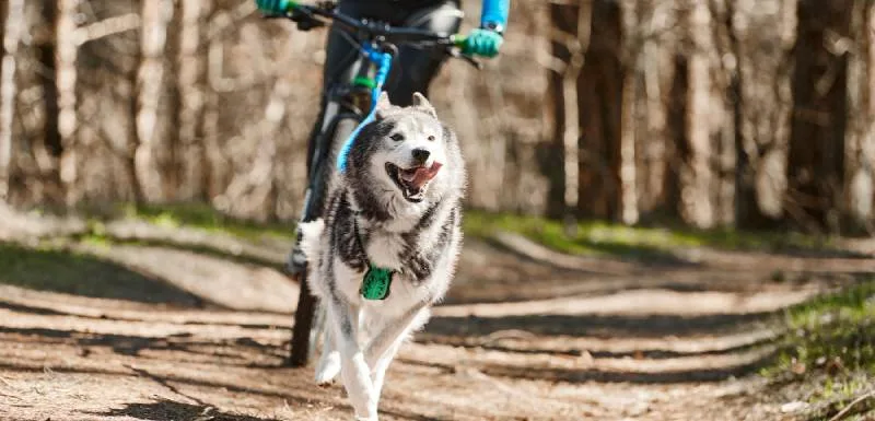 bikejoring Preciso de o fazer