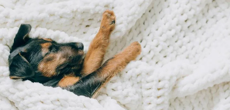 cama quente para cães