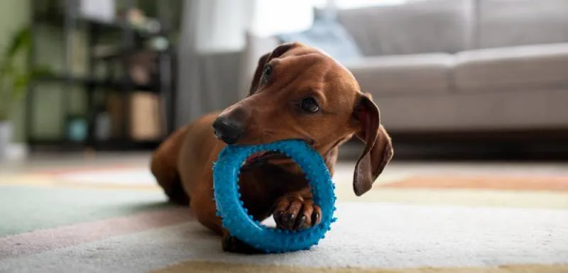 Descubra todos os brinquedos para cães