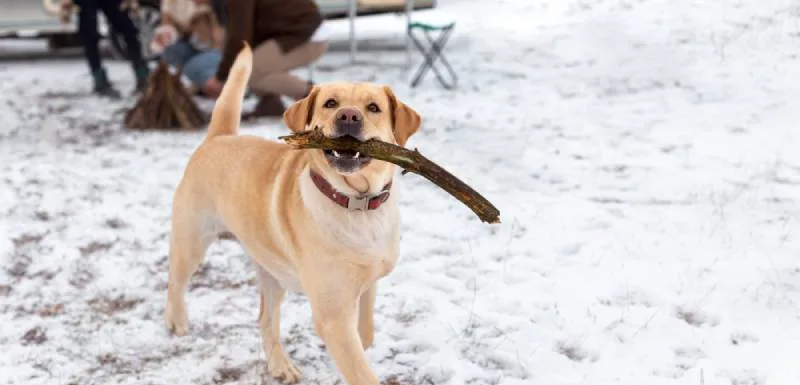 como esquiar com cães