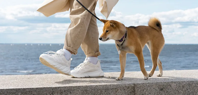 dicas para passear o cão na primavera