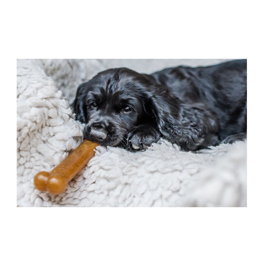 Nylabone Chew Frango Osso Mordedor para cachorros, , large image number null