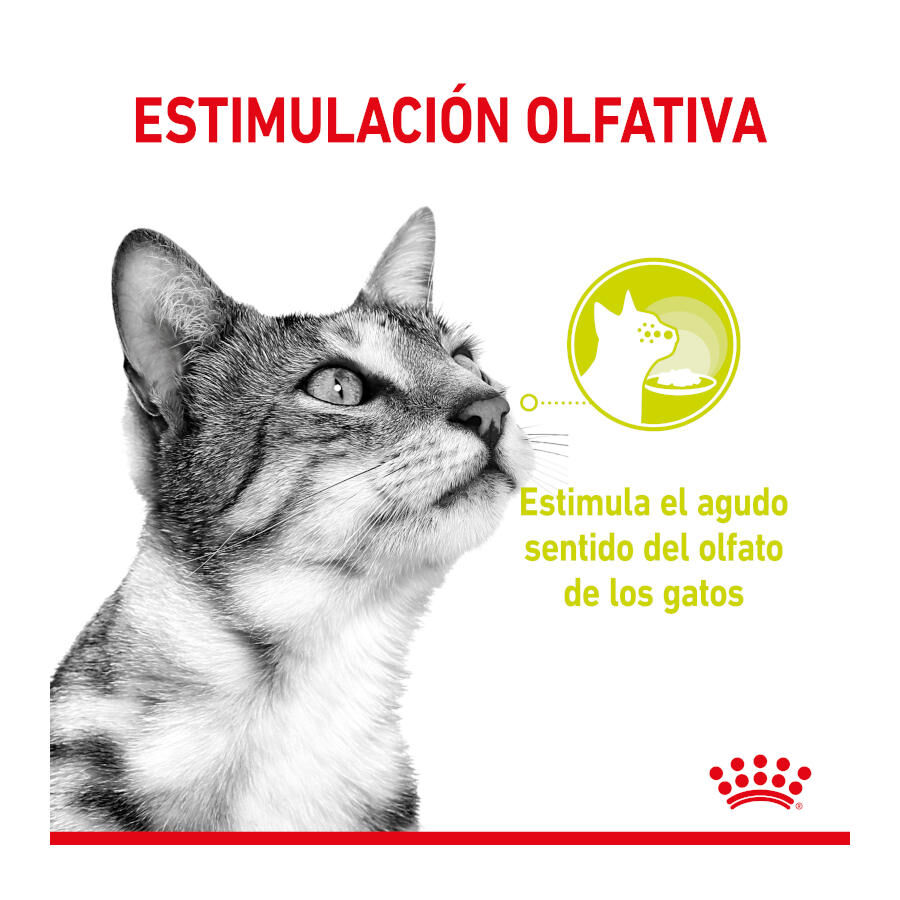 Royal Canin Adult Sensory Smell molho saqueta para gatos, , large image number null