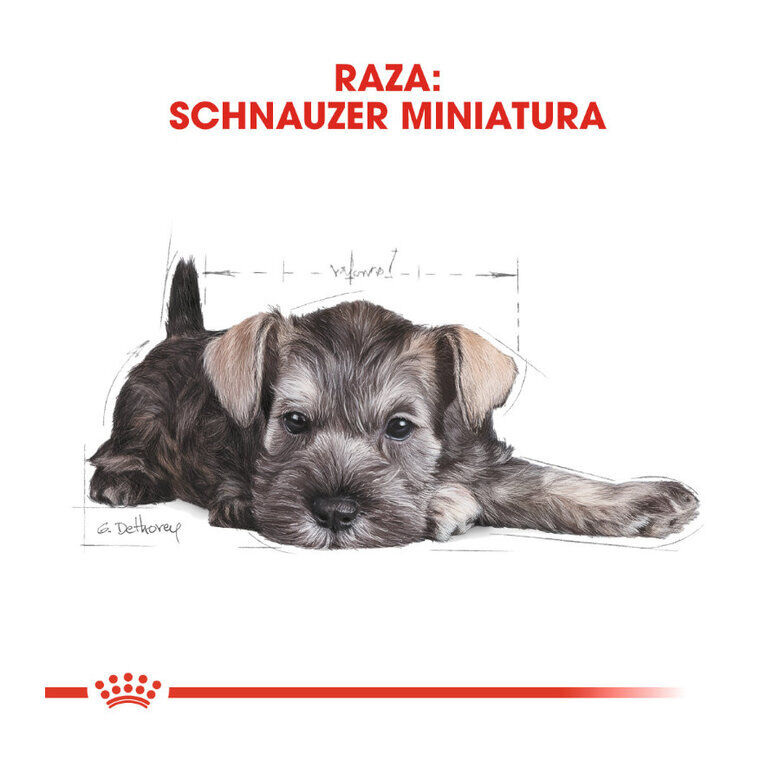 Royal Canin Puppy Miniature Schnauzer ração para cães , , large image number null