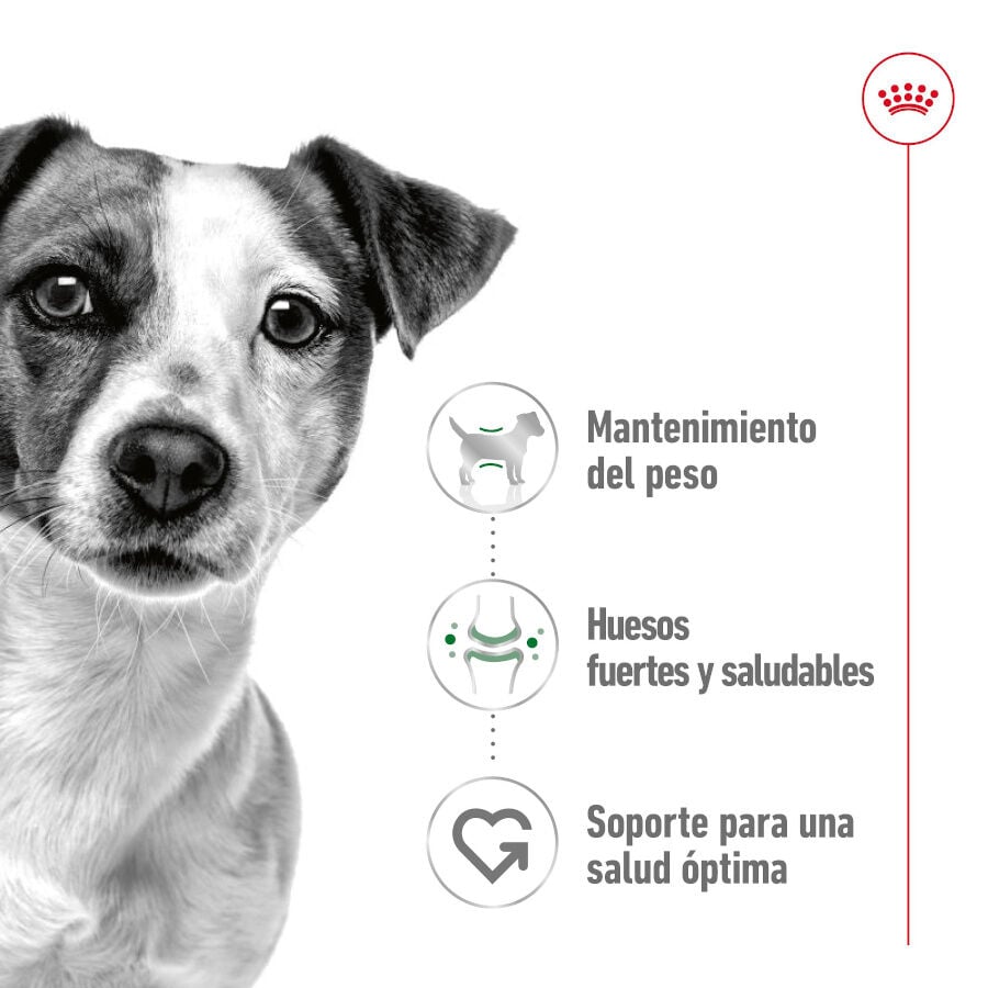 Royal Canin Mini Adult Patâ em lata para cães, , large image number null