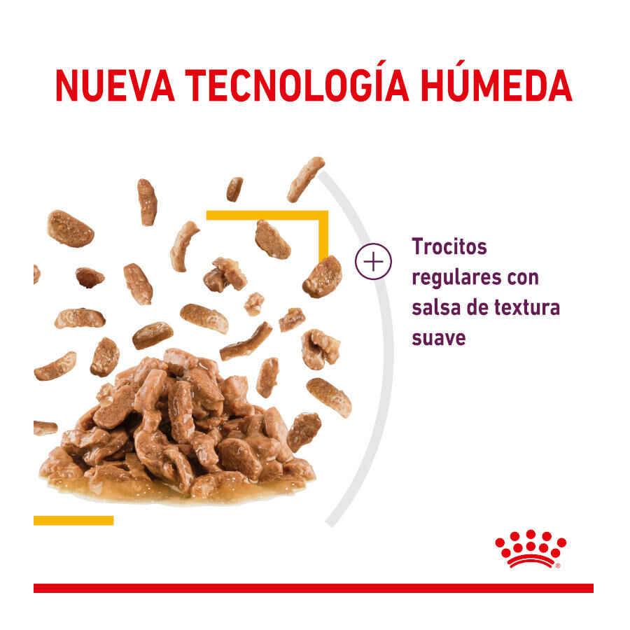 Royal Canin Adult Sensory Taste molho saqueta para gatos, , large image number null