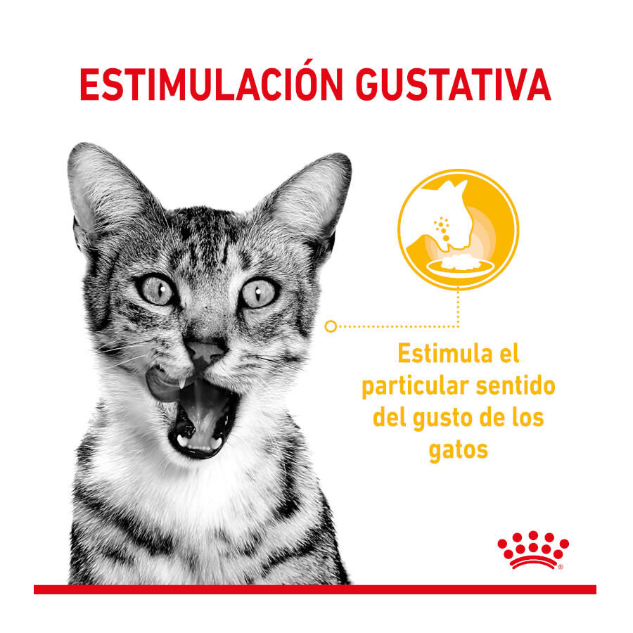 Royal Canin Adult Sensory Taste molho saqueta para gatos, , large image number null