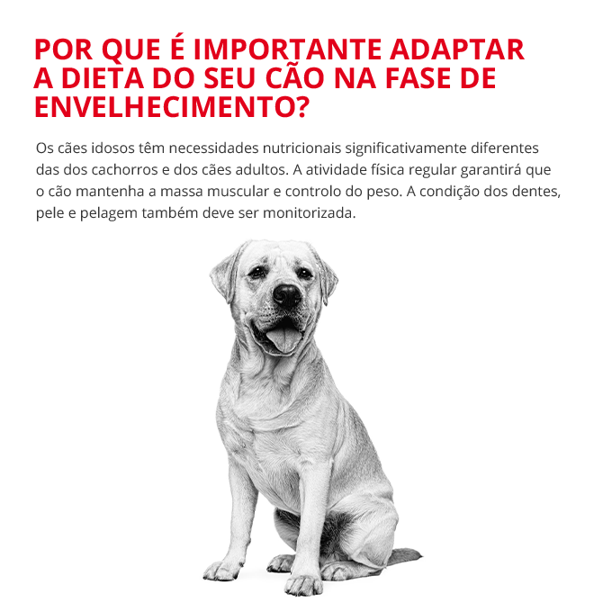 Porque é que é importante adaptar a alimentação do seu cão a cada etap de envelhecimento