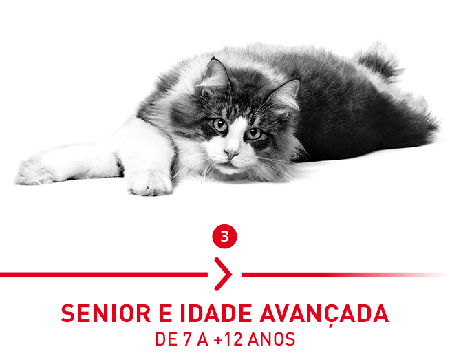 Sénior e Idade Avançada: dos 7 aos 12 anos