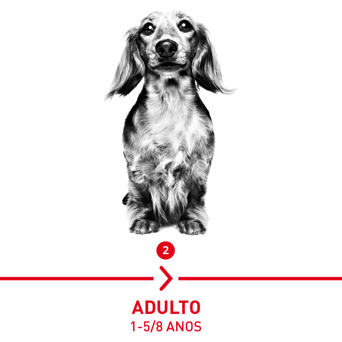 Adulto: 1 - 5/8 años