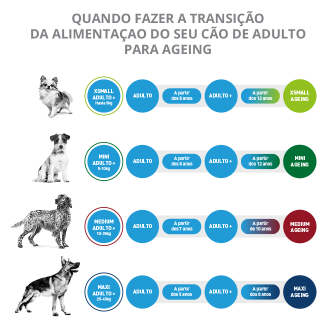 Quando fazer a transição da alimentação para o seu cão de adulto para idade avançada