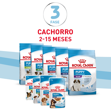 Cachorro: 2-15 meses