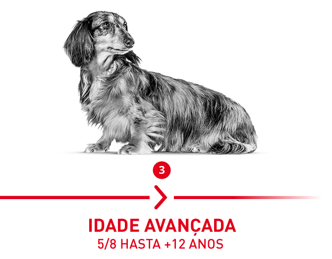 Idade Avançada: 5/8 até 12 anos