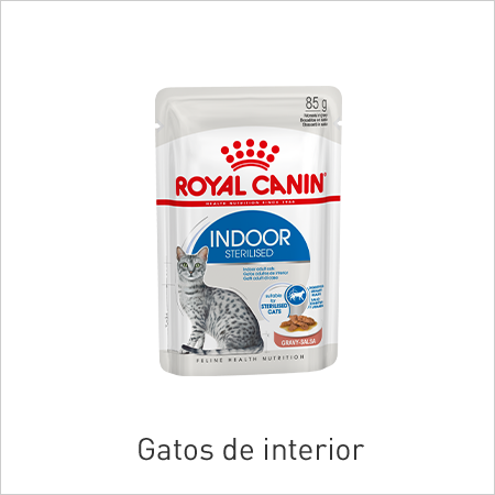 Gato de interior