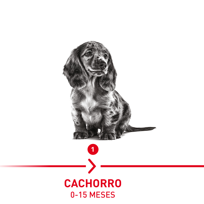 Cachorro: 0-15 meses